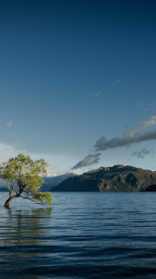 Gölge Hırsızının Eli kapak varyanti 3